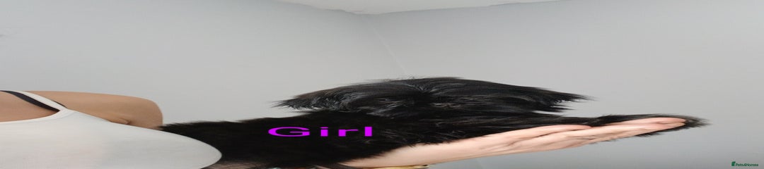 Shih Tzu Puppy 5