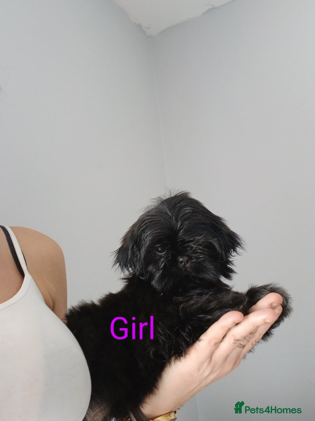 Shih Tzu dogs for sale: LOVELY imperial Shih Tzu for sale - Image 6