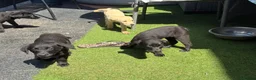 Labrador Retriever dogs for sale: 7 beautiful 5⭐️kc reg labour puppies  in Doncaster - Advert 10