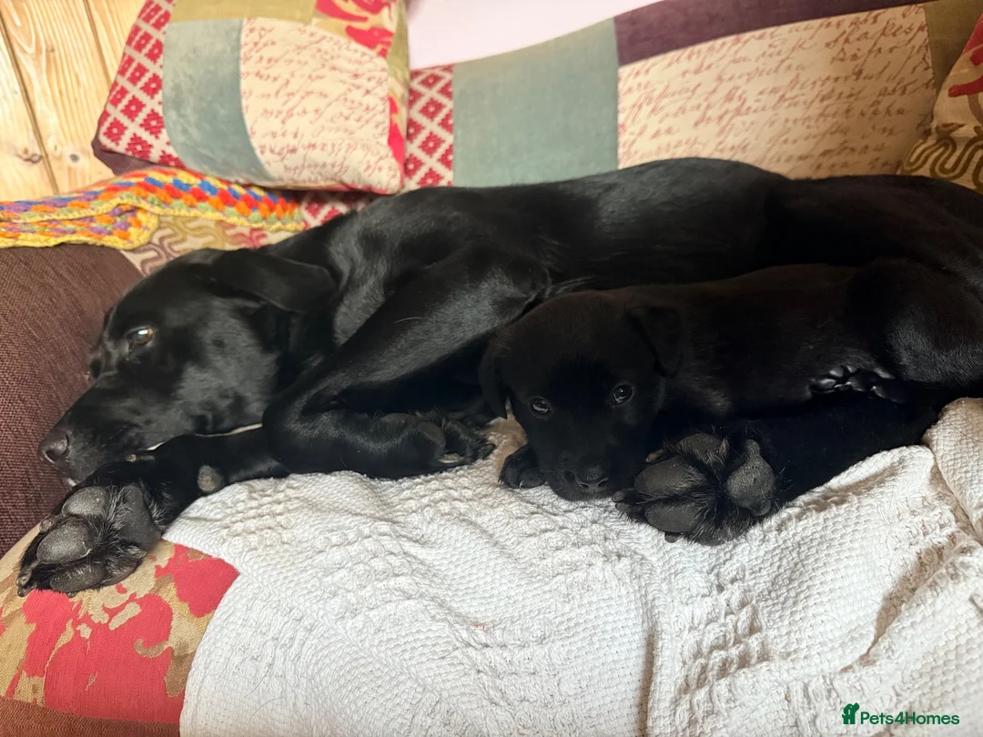 Mixed Breed dogs for sale: 4 Belgian Malinois girls for sale  in Tarporley - Advert 10