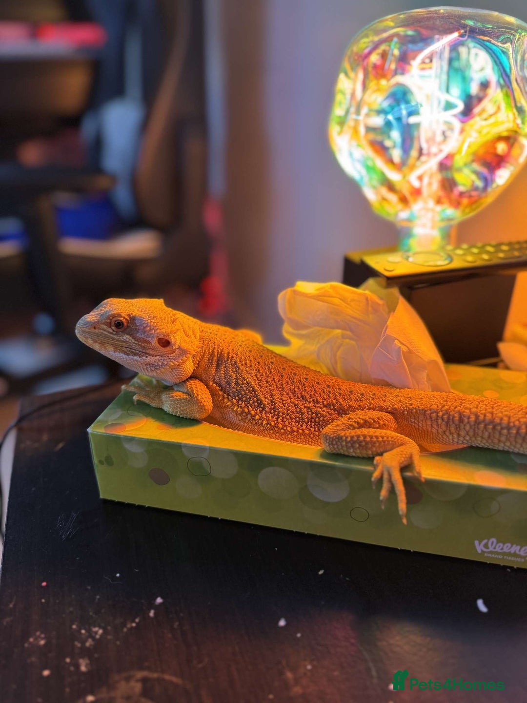 Bearded Dragon reptiles for sale: Winston the bearded dragon - Advert 5