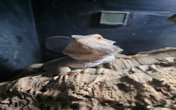 Bearded Dragon reptiles for sale: A very friendly and loving bearded dragon with viv - Image 3