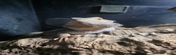 Bearded Dragon reptiles for sale: A very friendly and loving bearded dragon with viv - Advert 3
