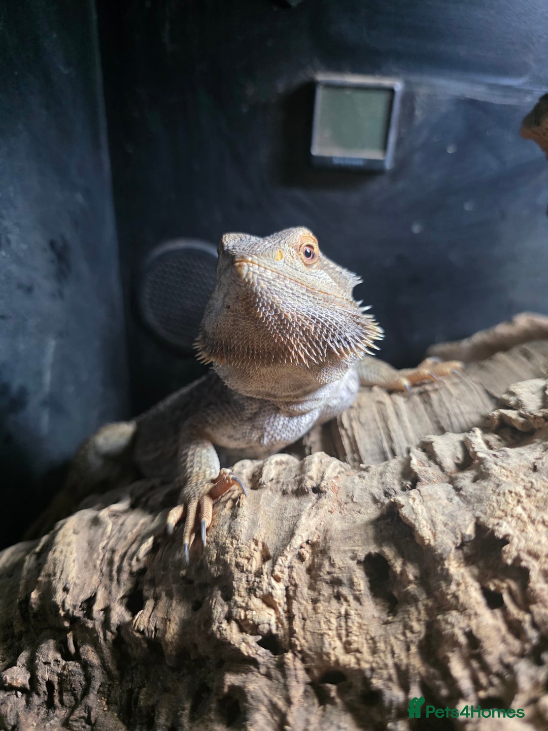 Bearded Dragon reptiles for sale: A very friendly and loving bearded dragon with viv - Image 3