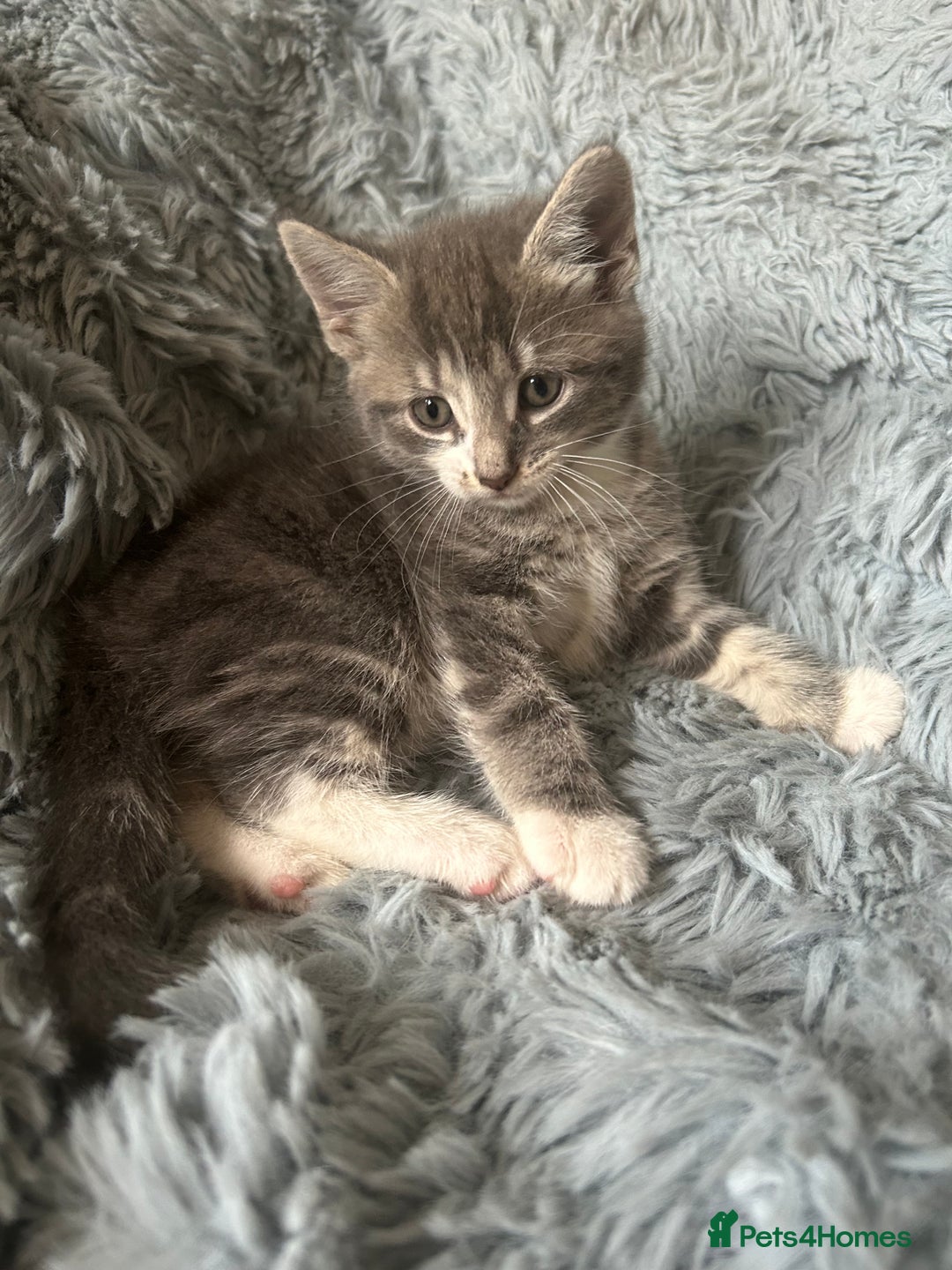 Mixed Breed cats for sale: 4 beautiful kittens for sale.  - Image 4
