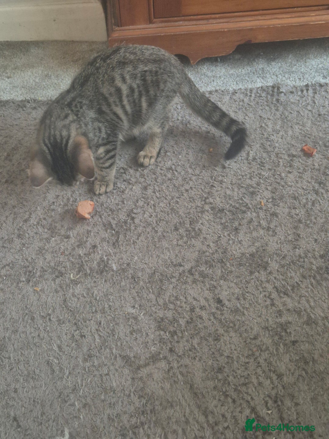 American Shorthair cats for sale: Caramel beautiful 2 year cat - Image 9