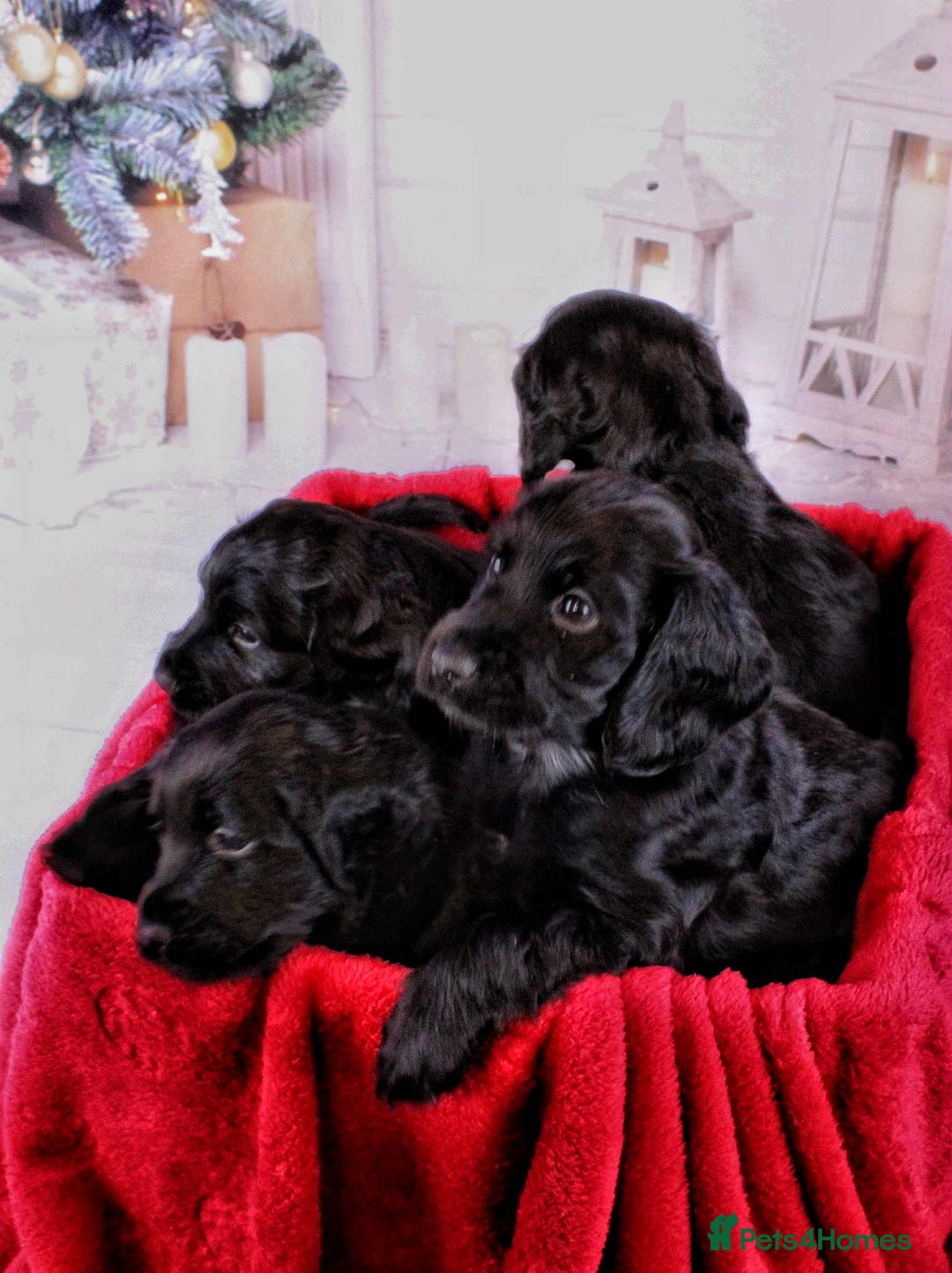 Cocker Spaniel dogs for sale: Cocker spaniel (working) - Advert 6