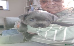 Staffordshire Bull Terrier dogs for sale: Blue Staffie Pups - Image 6
