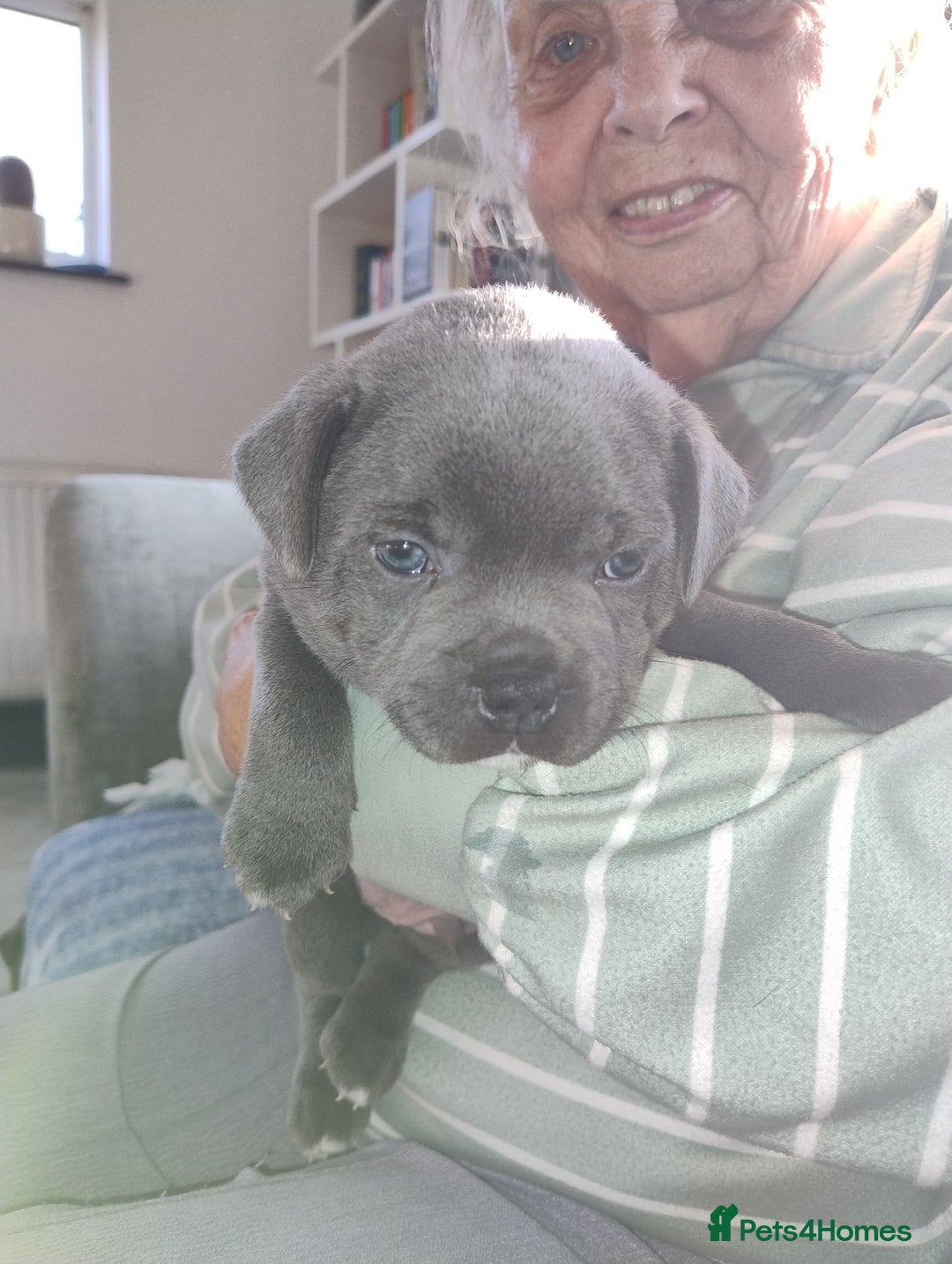 Staffordshire Bull Terrier dogs for sale: Blue Staffie Pups - Image 6