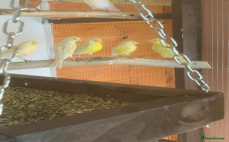 Canaries birds - Advert 1