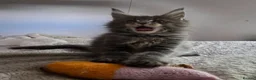 Maine Coon cats for sale: Outstanding quality Tica reg Mainecoon  - Advert 30
