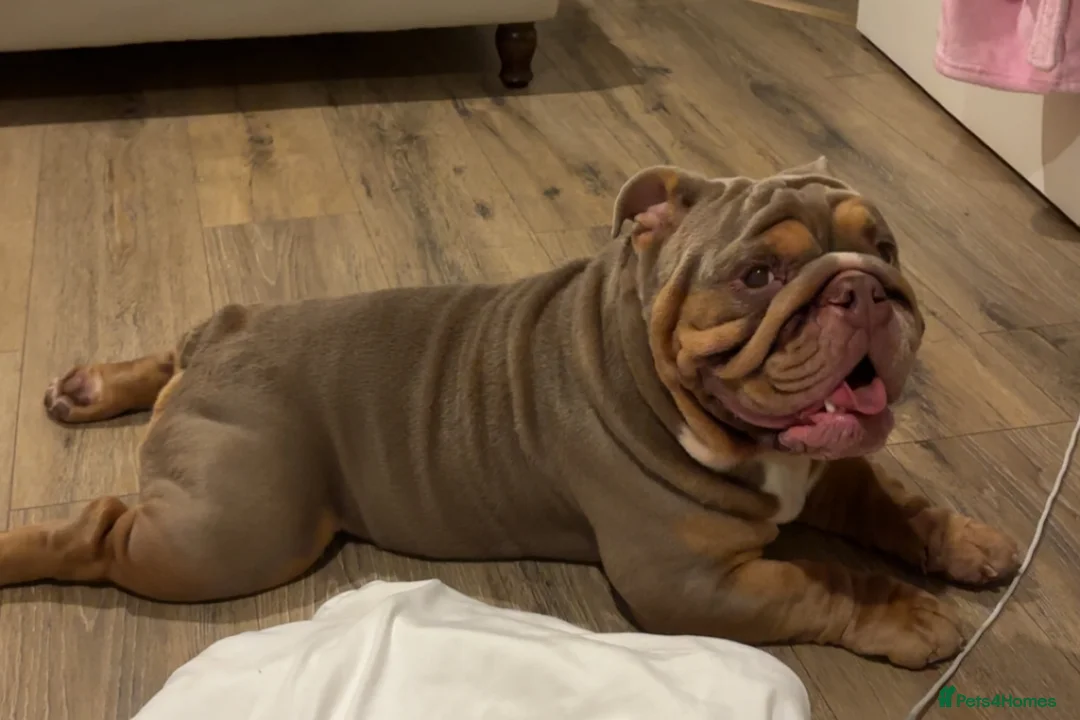 English Bulldog dogs for stud: Luna effect bulldog  - Advert 8