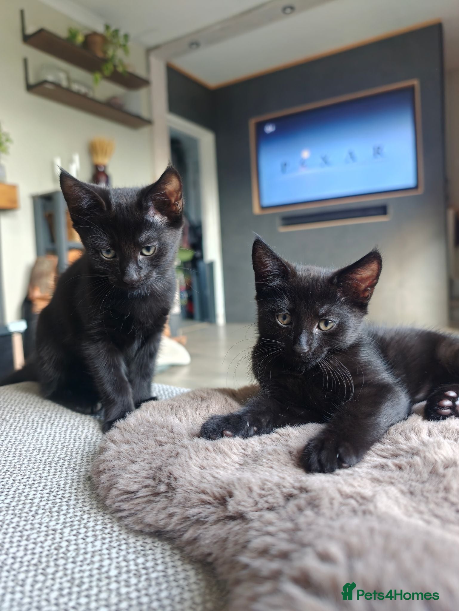 Mixed Breed cats Mixed Maine Coon Kittens :) - Advert 1