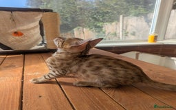 Bengal cats for sale: Bengal Kittens Purebred with Champion Lines  - Image 32
