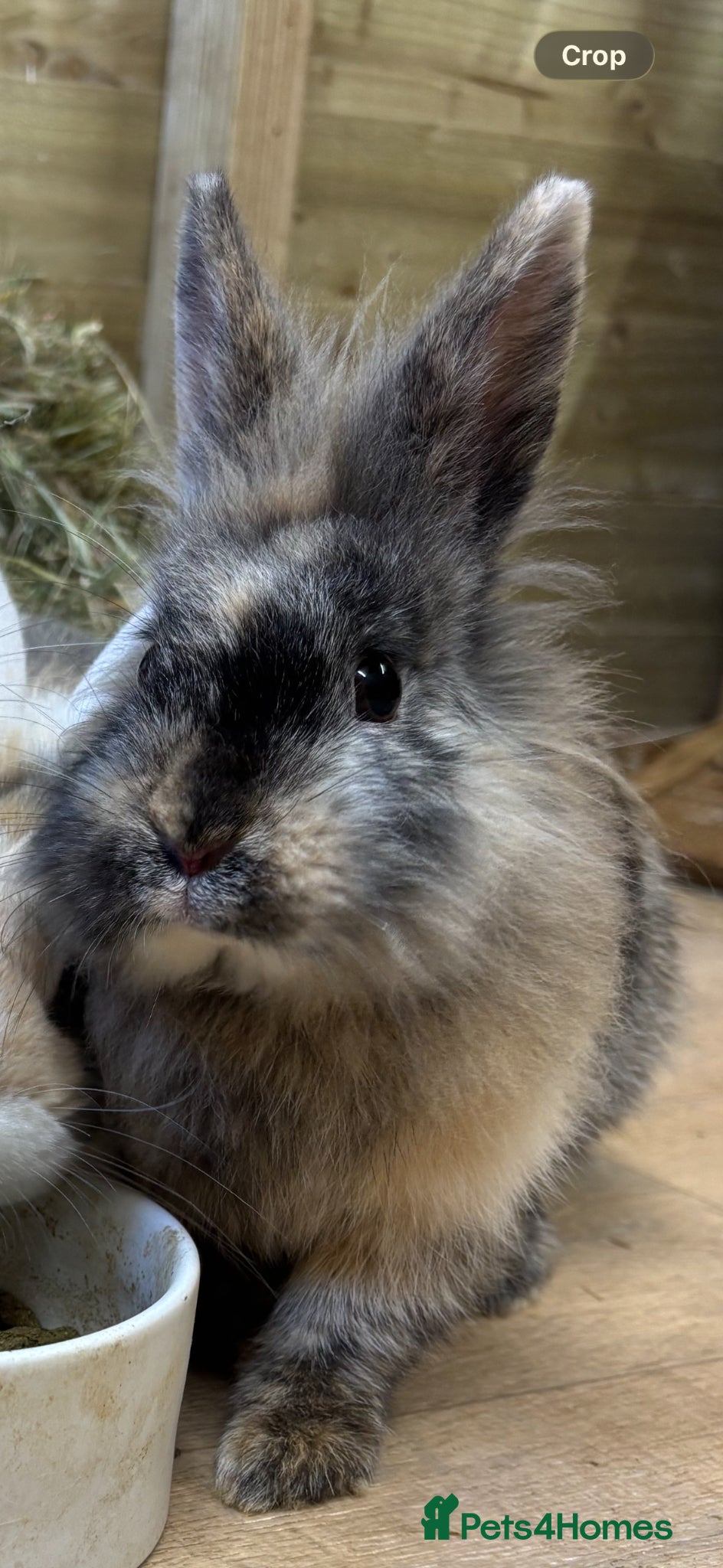 Mini Lop rabbits Female bunny  - Advert 2