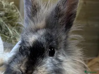 Mini Lop rabbits Female bunny - Advert 2