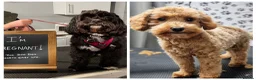 Mixed Breed dogs for sale: Adorable Cavapoo/Cockapoo Puppies - Advert 8