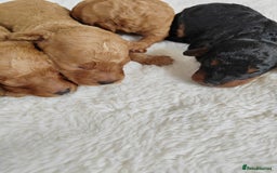 Cavapoo dogs for sale: TOY CAVAPOO DNA TESTED PARENTS AND GRANDPARENTS  - Image 18