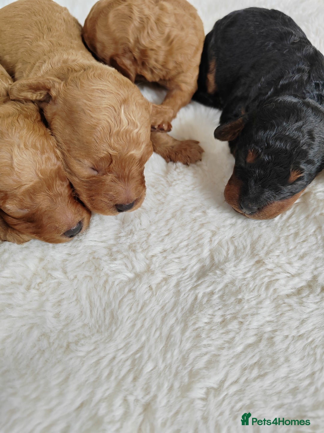 Cavapoo dogs for sale: TOY CAVAPOO DNA TESTED PARENTS AND GRANDPARENTS  - Image 18