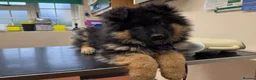 German Shepherd dogs for sale: LONG COATED GERMAN SHEPHERD GIRL  - Advert 14