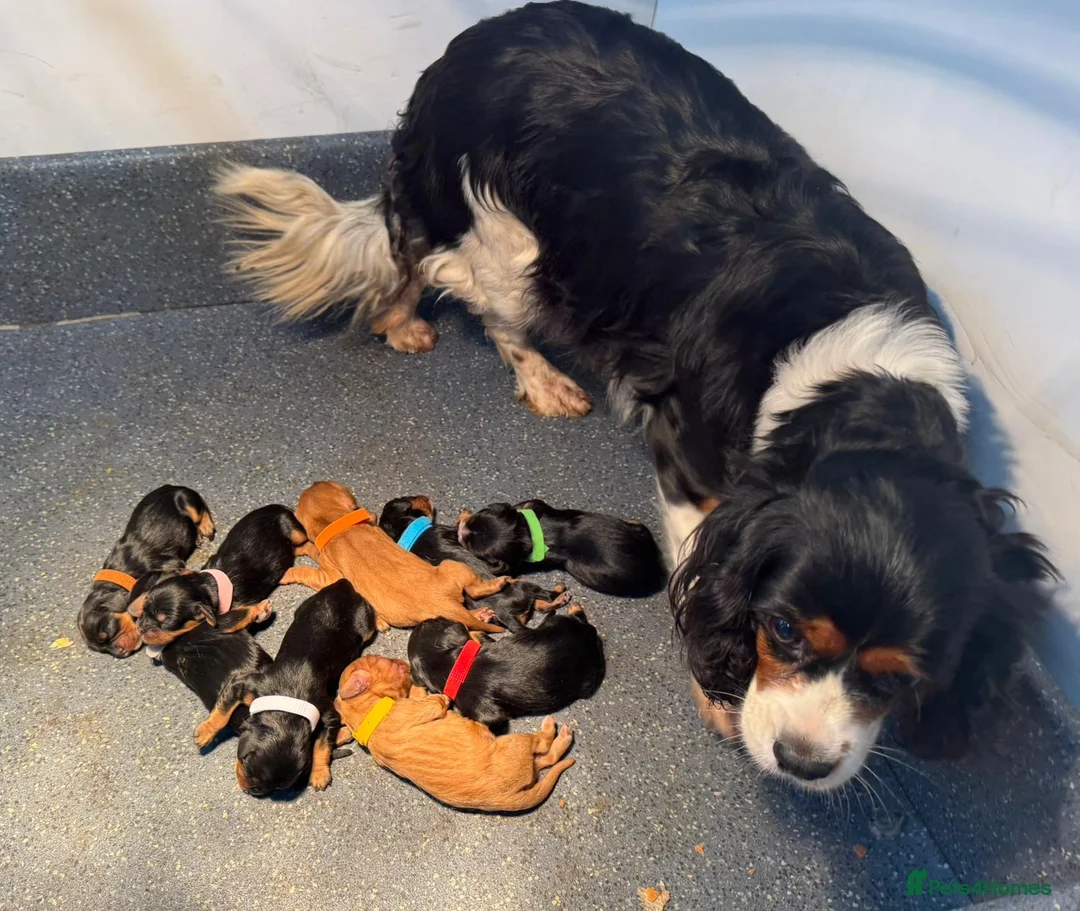 Cavalier King Charles Spaniel dogs for sale: 4 gorgeous Cavaliers for sale - Advert 1