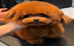 Toy Poodle dogs for sale: Female Asian Toy Poodle  - Image 1