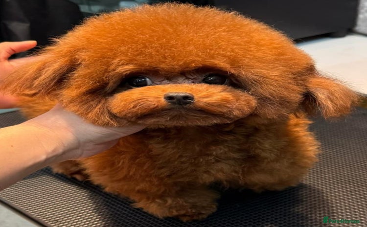 Toy Poodle dogs - Advert 1