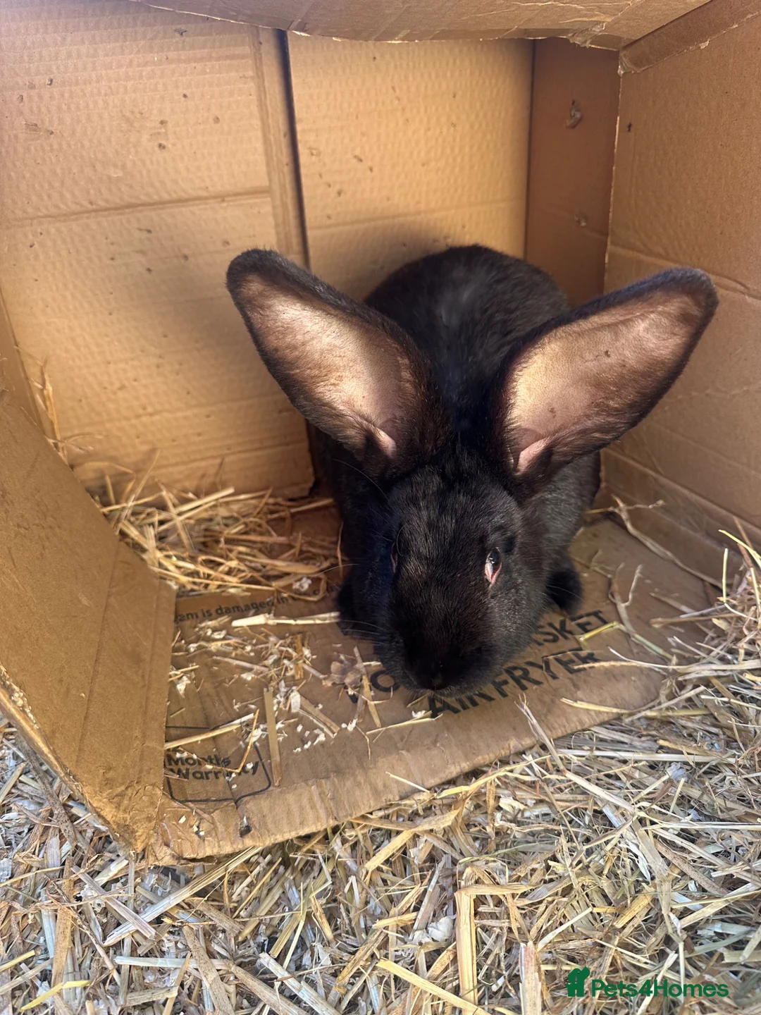 Continental Giant rabbits for sale: Continental Giant rabbit in Stanley - Advert 3