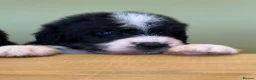 Bernedoodle dogs for sale: Bernadoodle pups homebred  - Advert 8