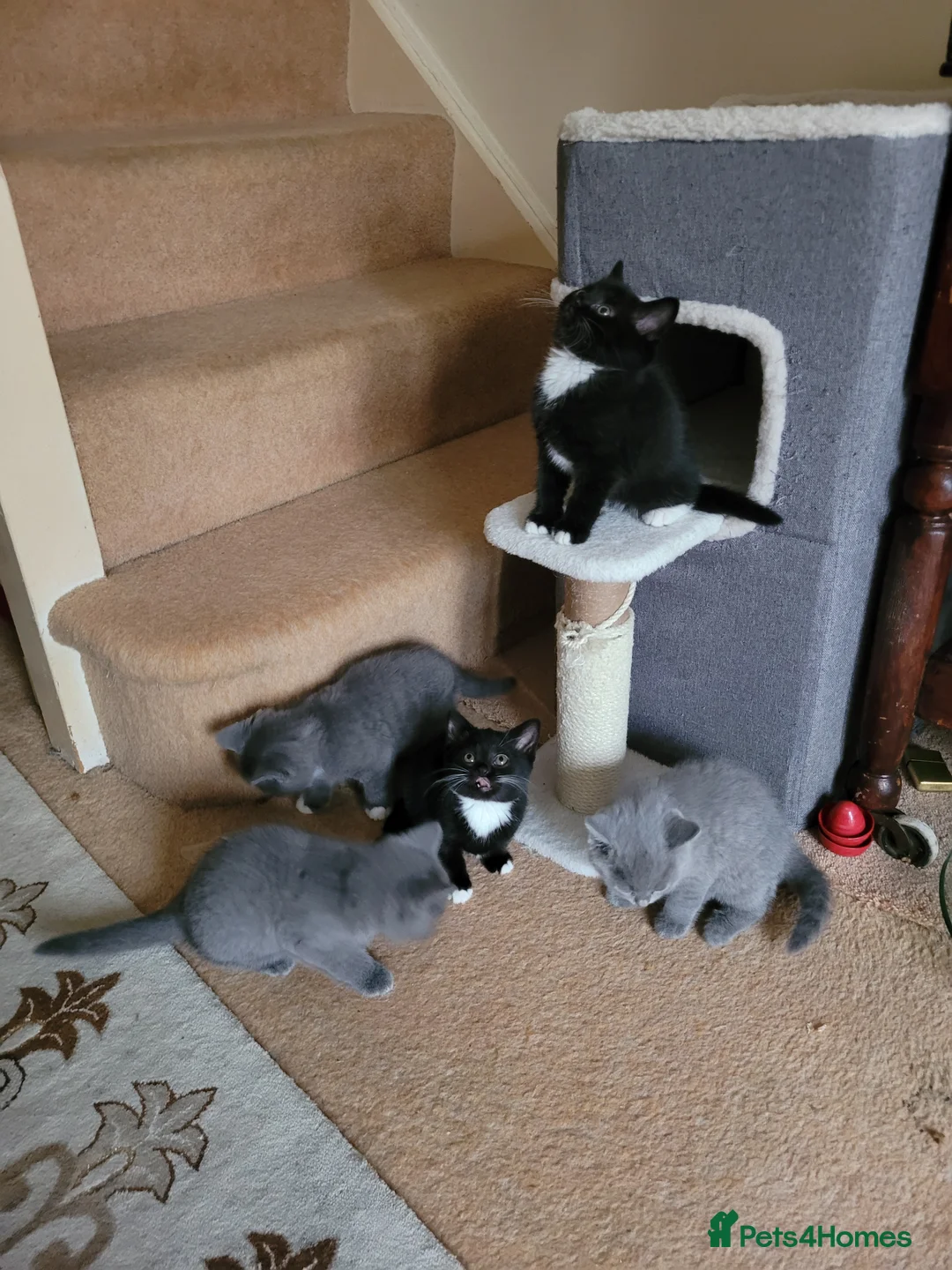 British Shorthair cats for sale: British Shorthair Mixed Litter - Advert 6