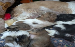 Shih Tzu dogs for sale: Stunning Shih Tzu boy - Image 7