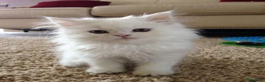 Persian 2