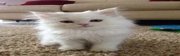 Persian cats for sale: fluffy Persian kittens in Manchester - Advert 2