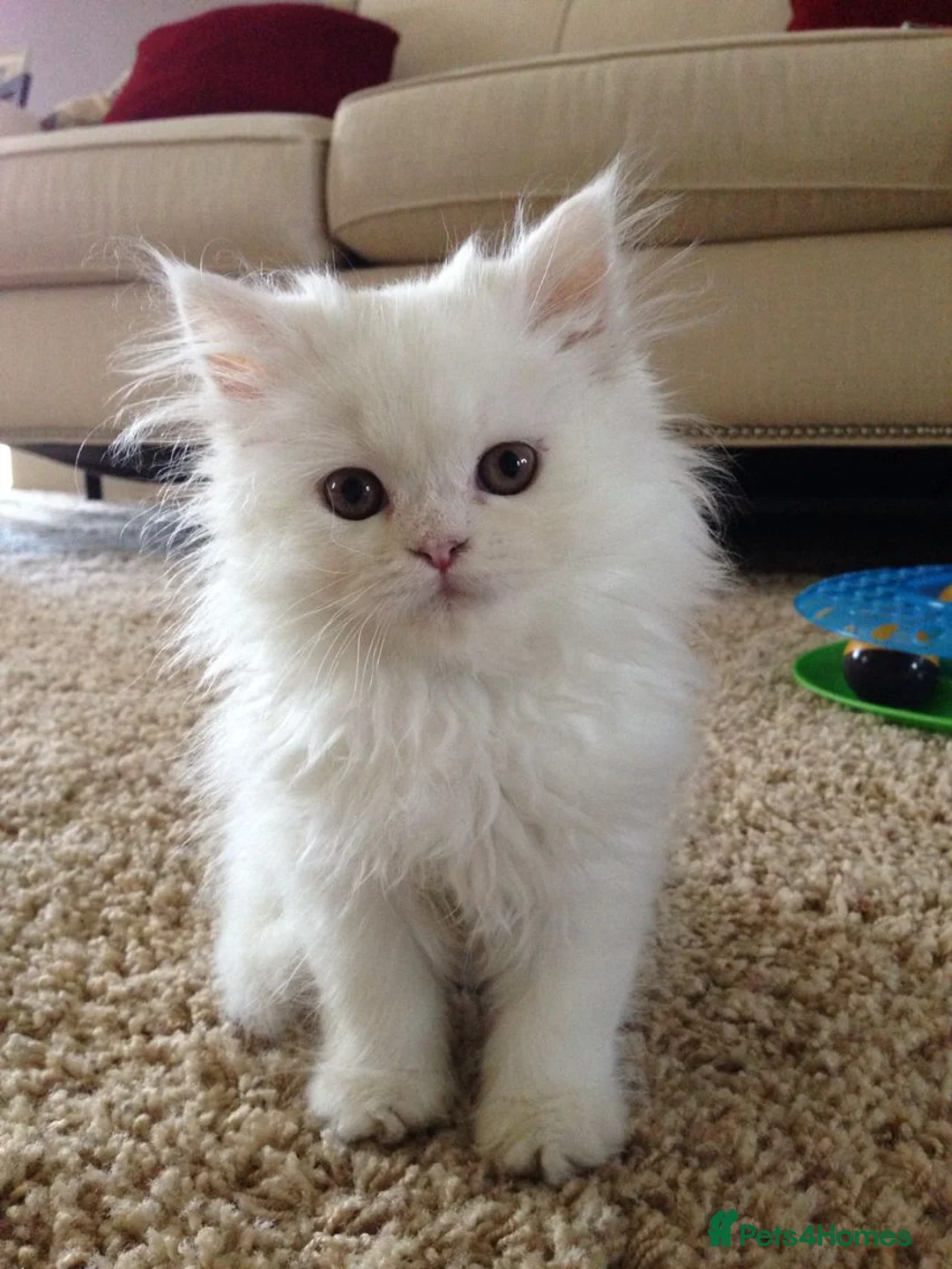 Persian cats for sale: fluffy Persian kittens in Manchester - Advert 2