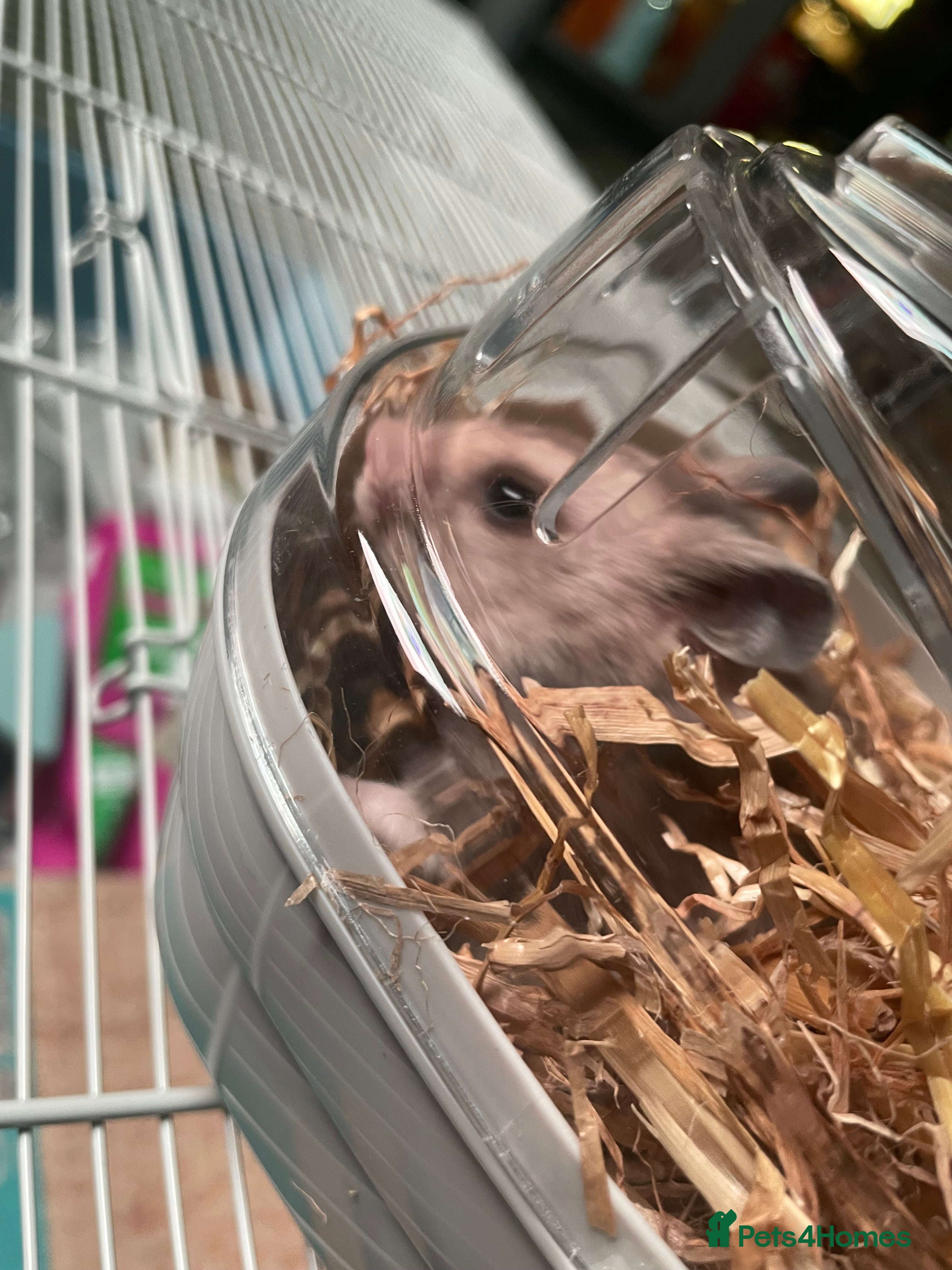 Hamster rodents Klaus is looking for his forever home! - Advert 1