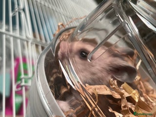 Hamster rodents Klaus is looking for his forever home! - Advert 1
