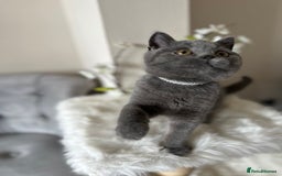 British Shorthair cats for sale: Blue British Shorthair registered Full Pedigree  - Image 5