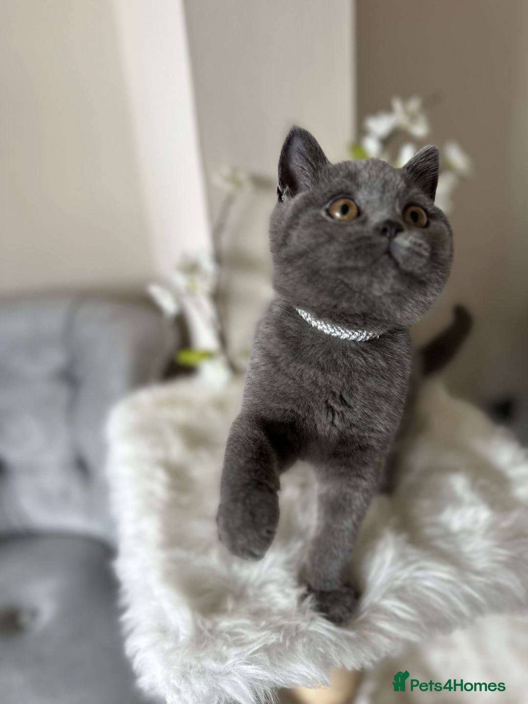 British Shorthair cats for sale: Blue British Shorthair registered Full Pedigree  - Image 5