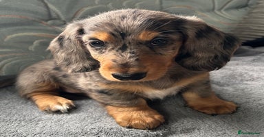 Dachshund dogs - Advert 13