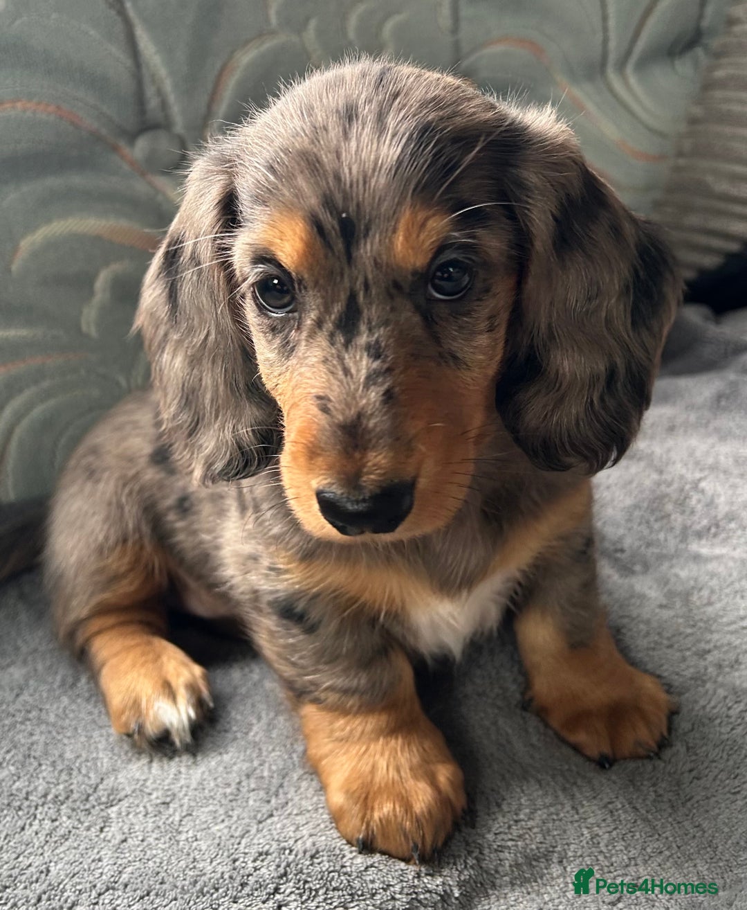 Dachshund dogs for sale: LONG HAIRED  KC REG  DACHSHOUNDS - Image 3