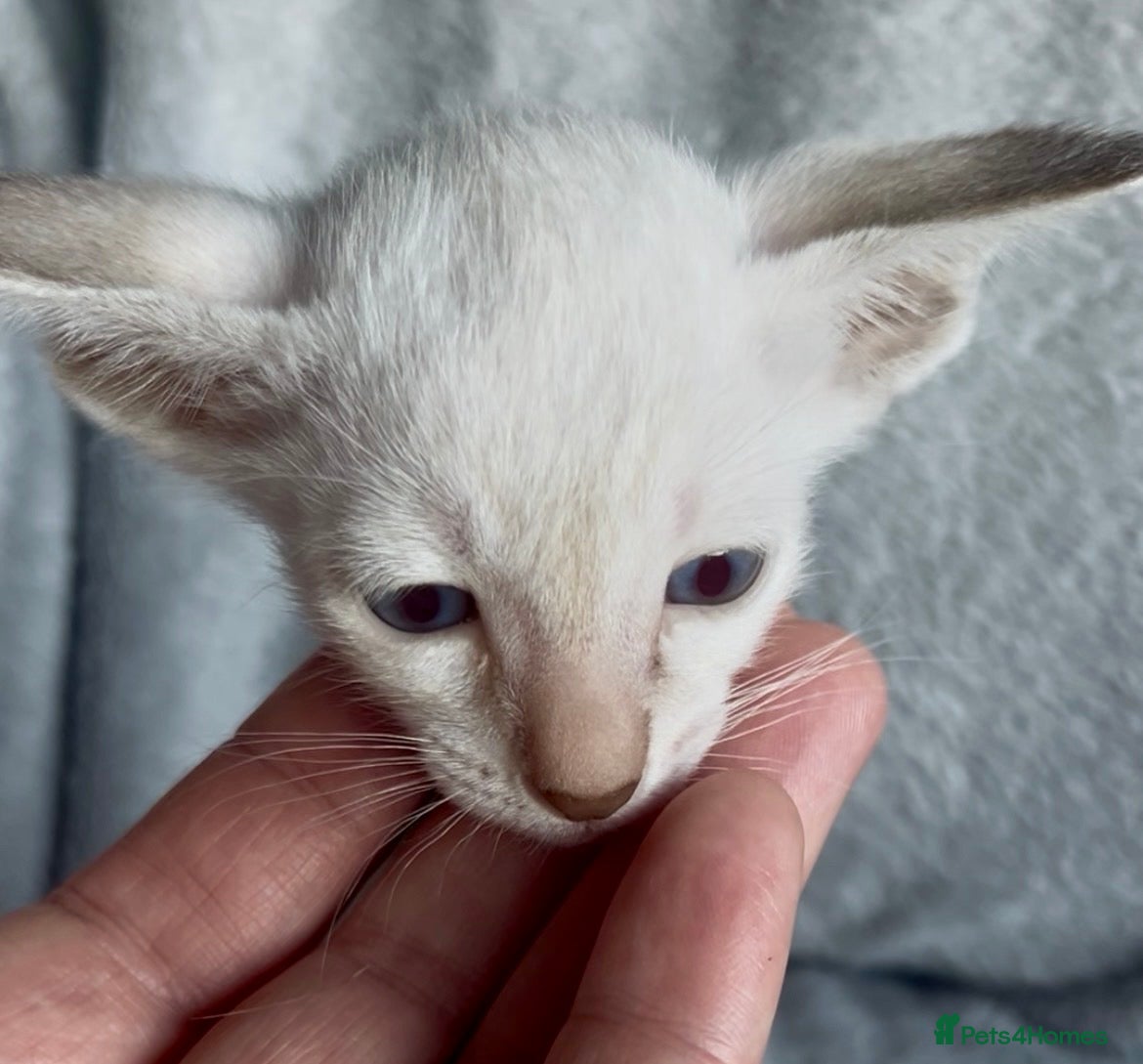 Oriental cats Supreme pedigree GCCF registered oriental kittens - Advert 15