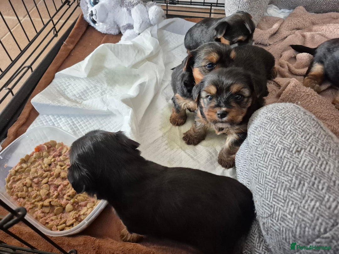 Yorkshire Terrier dogs for sale: Full pedigree Yorkshire terrier  - Image 13