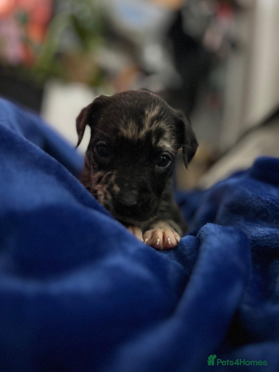 Mixed Breed dogs for sale: Mix breed Staff  - Advert 23