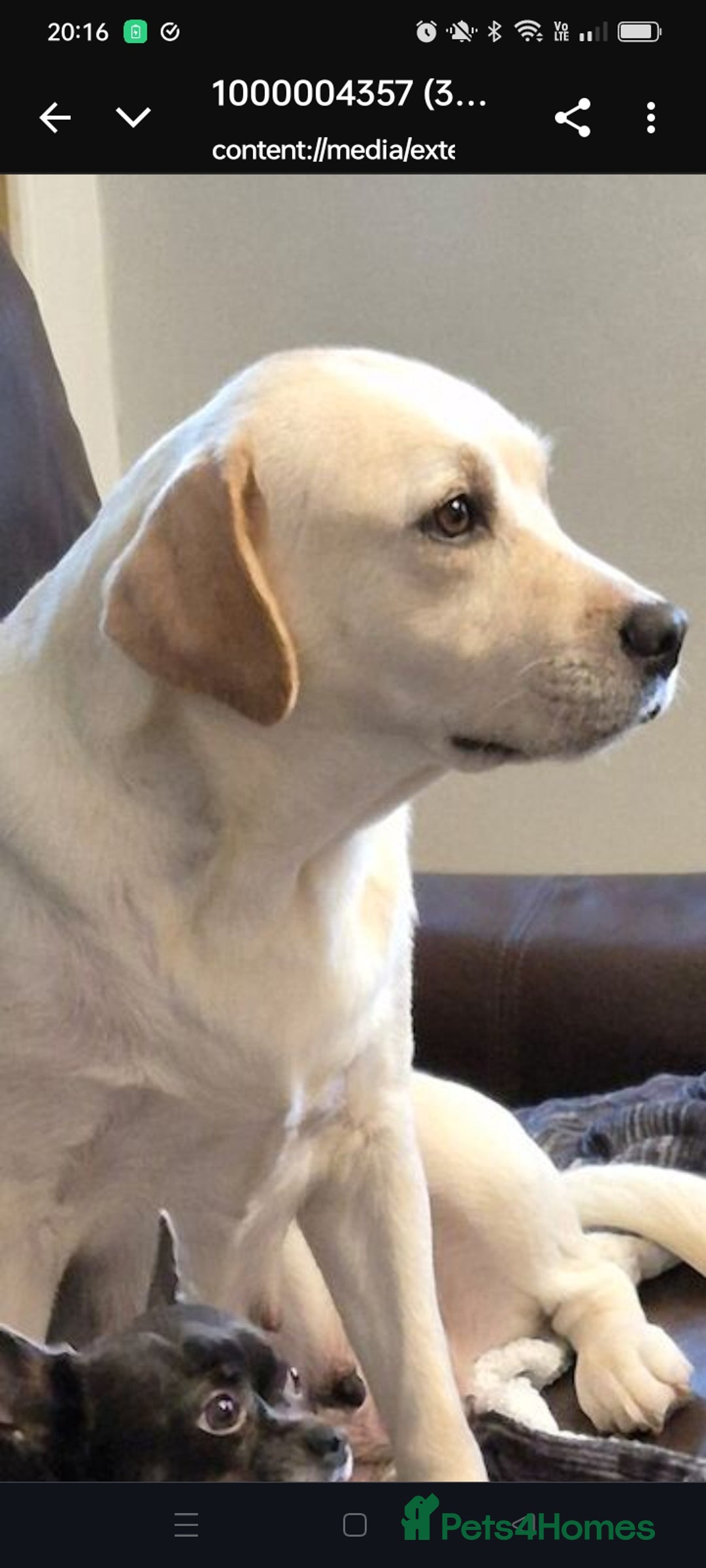 Labrador Retriever dogs for sale: Chunky beautiful ❤️ Yellow puppies . - Advert 5