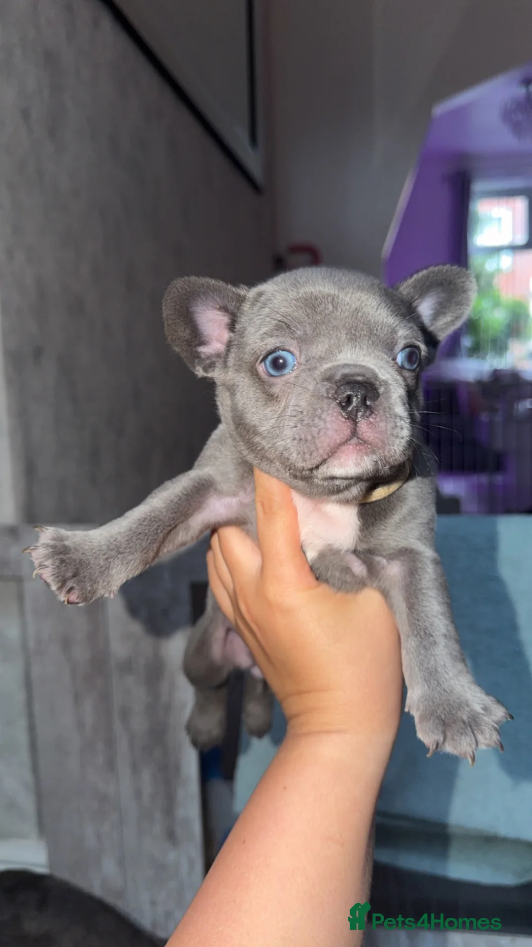 French Bulldog dogs for sale: 💙💜Isabella, Blue & Lilac Frenchie Pups – KC 🐾 - Advert 1