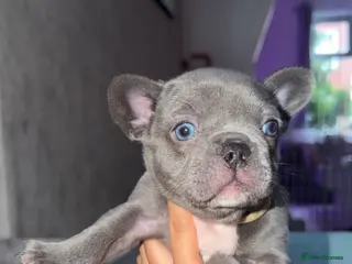 French Bulldog dogs 💙💜Isabella, Blue & Lilac Frenchie Pups – KC 🐾 - Advert 2