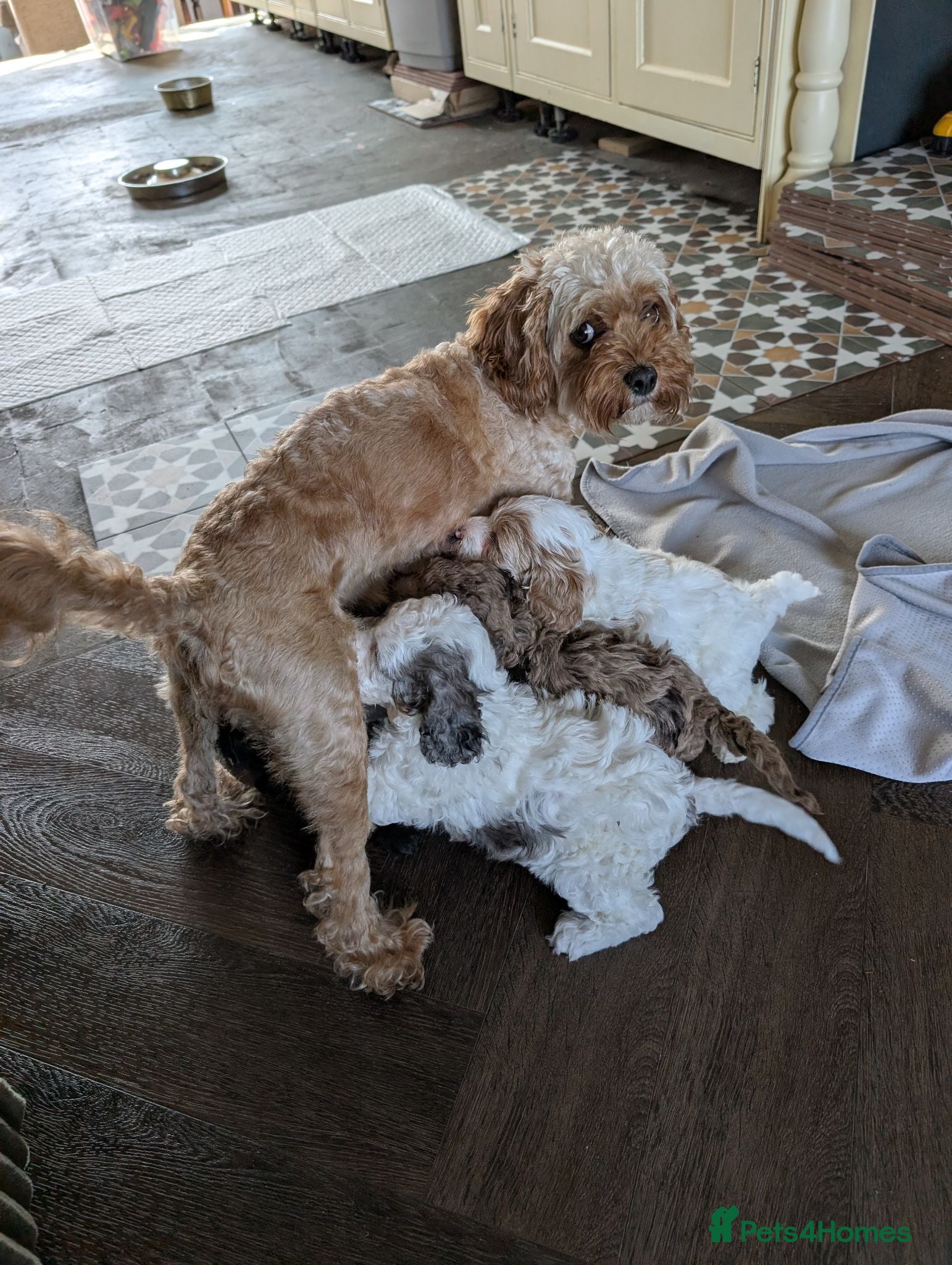 Cavapoo dogs Toy Cavapoo Puppies  - Advert 1