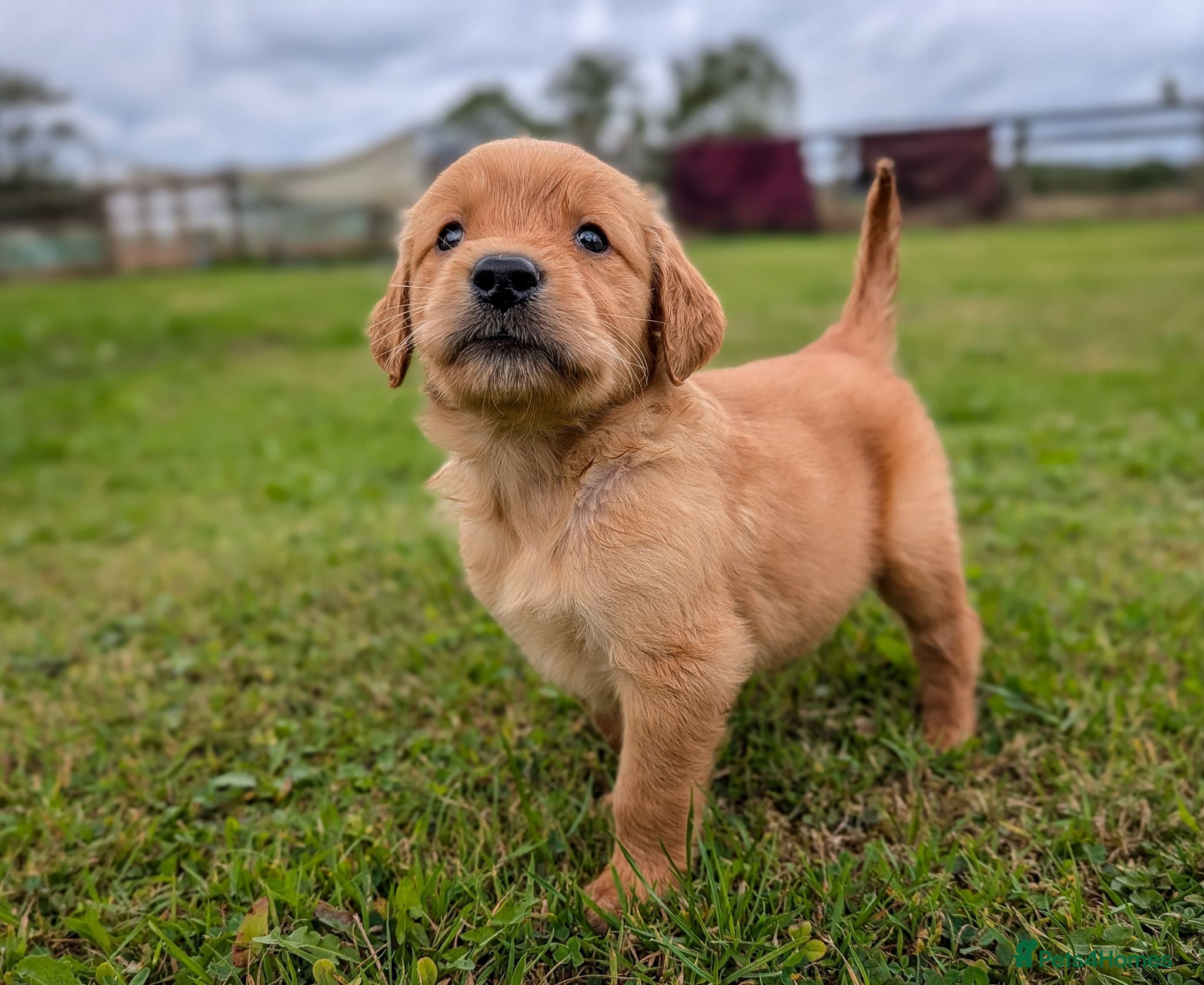Golden Retriever dogs KC Working Golden Retriever Dog Puppy - Advert 18