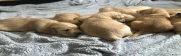 Golden Retriever dogs for sale: KC Reg Dark Red Golden Retriever-100% DNA Tested - Advert 9
