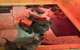 Cane Corso dogs for sale: 💎STUNNING Cane corso puppies 💎 - Image 2